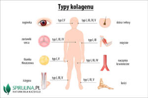 Typy kolagenu