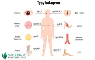 Typy kolagenu
