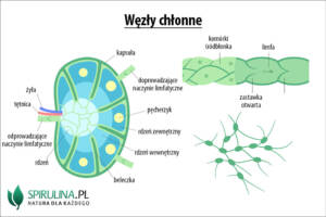 Węzły chłonne