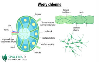 Węzły chłonne