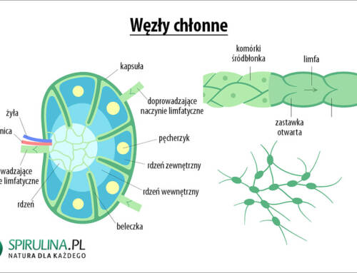 Węzły chłonne