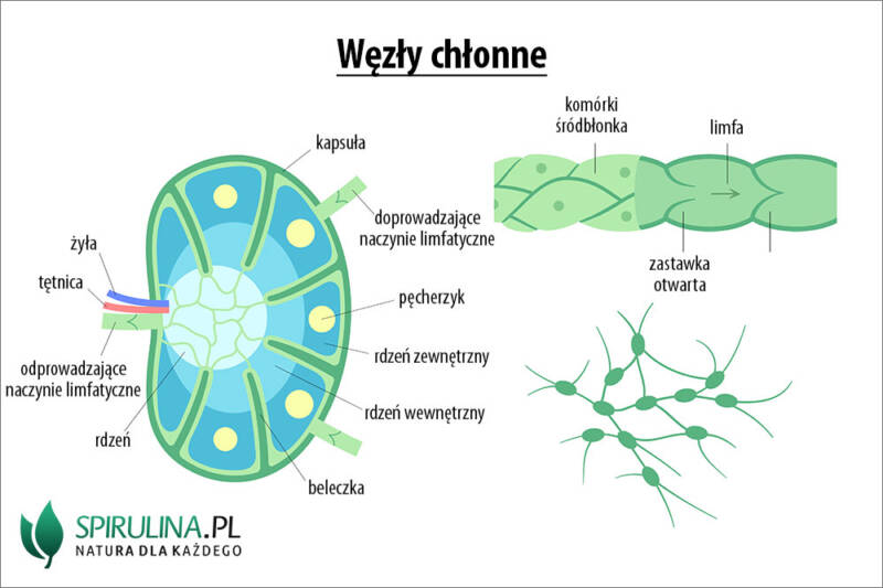 Węzły chłonne - algi Spirulina i Chlorella