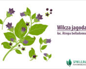 Wilcza jagoda