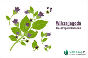 Wilcza jagoda