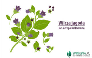 Wilcza jagoda