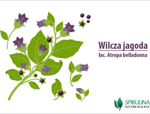 Wilcza jagoda