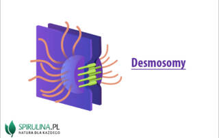 Desmosomy