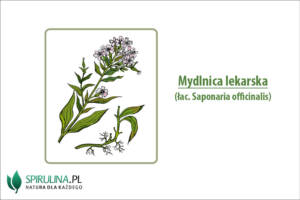 Mydlnica lekarska