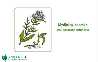 Mydlnica lekarska