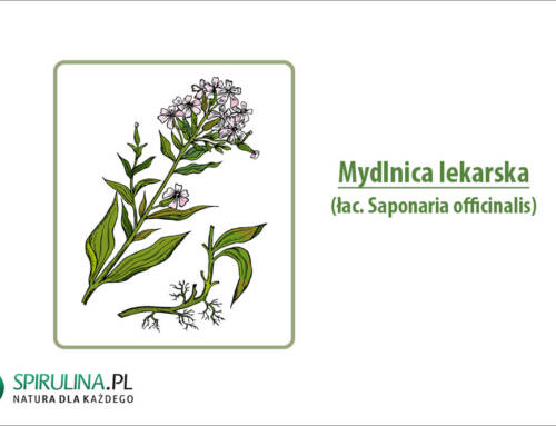 Mydlnica lekarska
