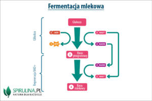 Fermentacja mlekowa