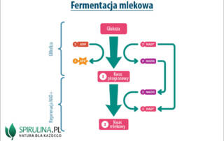 Fermentacja mlekowa