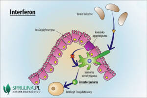 Interferon