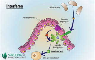 Interferon