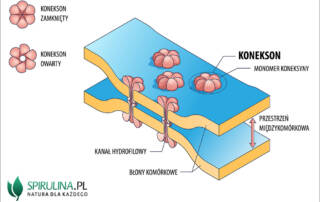 Koneksony