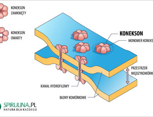 Koneksony