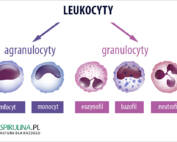 Leukocyty