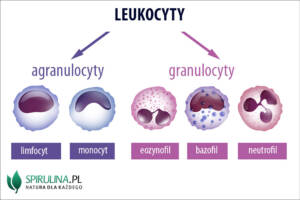 Leukocyty