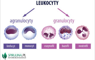 Leukocyty