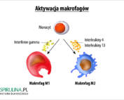 Makrofagi