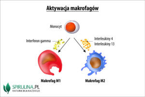 Makrofagi