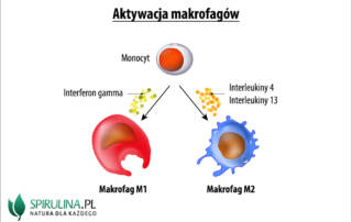 Makrofagi