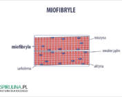 Miofibryle