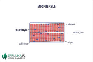 Miofibryle