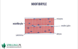 Miofibryle