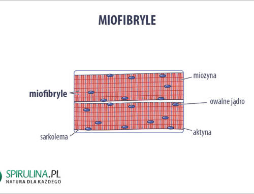Miofibryle