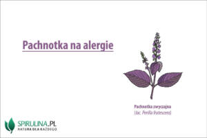 Pachnotka na alergie