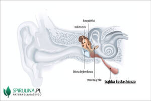 trąbka Eustachiusza