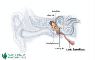 trąbka Eustachiusza