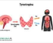 Tyreotropina