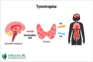 Tyreotropina