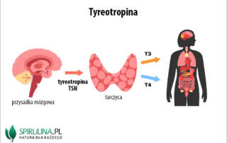 Tyreotropina