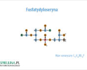Fosfatydyloseryna