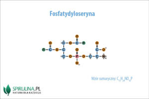 Fosfatydyloseryna
