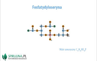 Fosfatydyloseryna