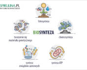 Biosynteza