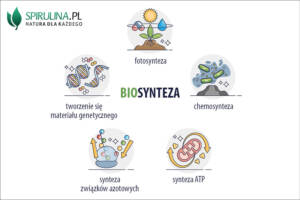 Biosynteza