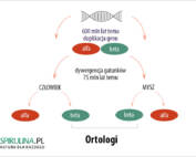 Ortologi