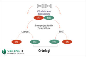 Ortologi