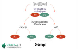 Ortologi