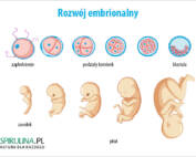 Rozwój embrionalny