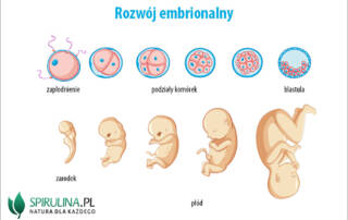 Rozwój embrionalny