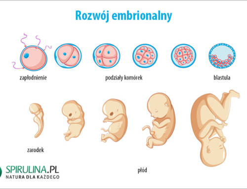 Rozwój embrionalny