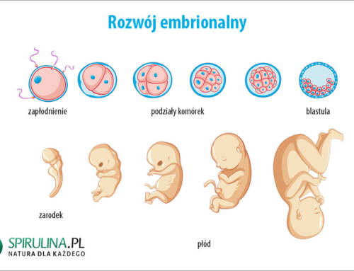 Rozwój embrionalny