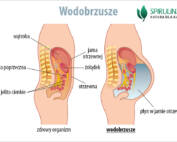 Wodobrzusze