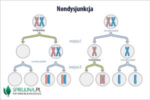 Nondysjunkcja